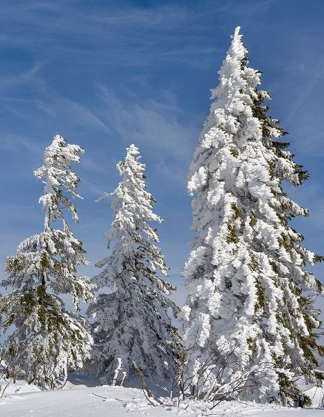 Snow-covered trees at the peak of Mount Lusen Central Germany-Bavaria